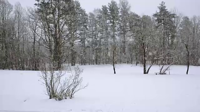 在一个树木被雪覆盖的冬季公园里飘落的雪花视频素材画面3
