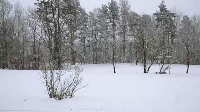 在一个树木被雪覆盖的冬季公园里飘落的雪花视频素材画面4