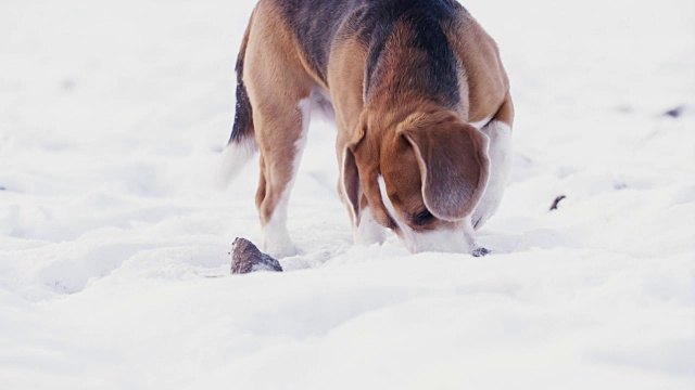 比格犬在雪中挖掘和搜索东西的慢动作，速度为180帧/秒视频素材