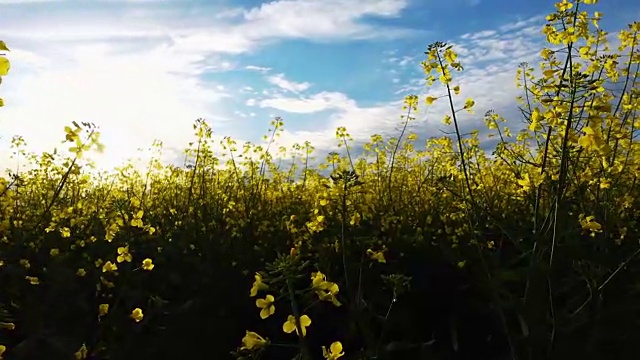 艳阳天的黄花田。视频素材