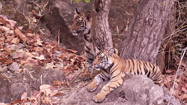 年轻的孟加拉虎(Panthera tigris)在岩石上休息，班德哈瓦加，印度视频素材