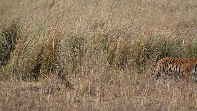 孟加拉虎(Panthera tigris)在草地上徘徊，班德哈瓦加，印度视频素材