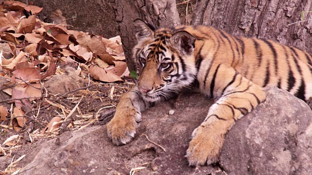 年轻的孟加拉虎(Panthera tigris)在岩石上休息，班德哈瓦加，印度视频素材