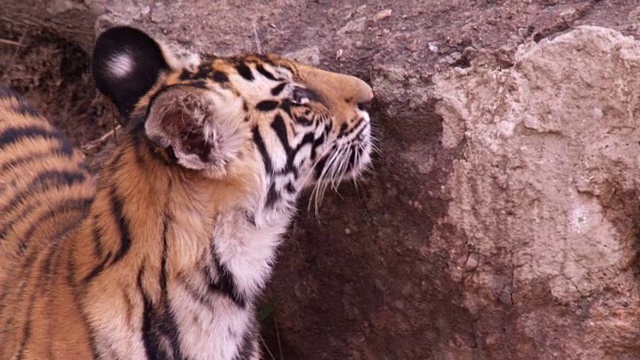 年轻的孟加拉虎(Panthera tigris)走过岩石，班德哈瓦加，印度视频素材