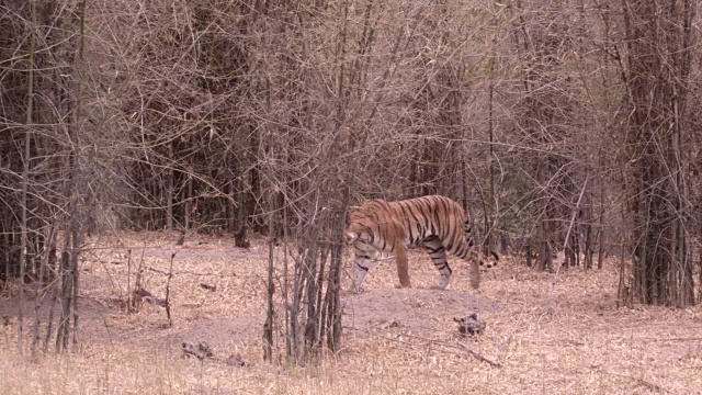 孟加拉虎(Panthera tigris)走过树林，班德哈瓦加，印度视频素材