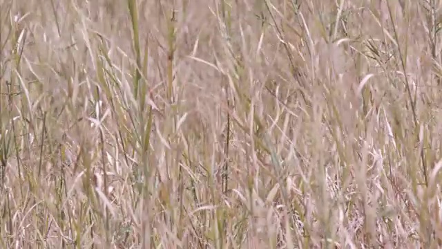 孟加拉虎(Panthera tigris)在草地上徘徊，班德哈瓦加，印度视频素材