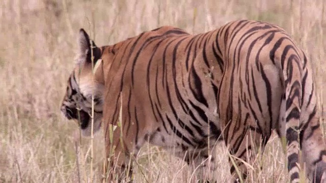 孟加拉虎(Panthera tigris)行走在印度班德哈瓦格的草原上视频素材