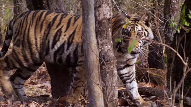 孟加拉虎(Panthera tigris)走过森林，班德哈瓦加，印度视频素材