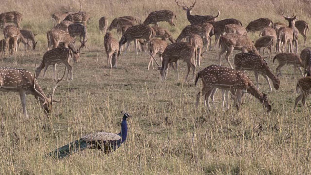 孔雀(Pavo cristatus)和角鹿(Axis Axis)放牧在草原，班德哈瓦加，印度视频素材