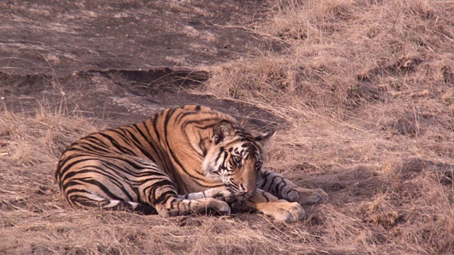 孟加拉虎(Panthera tigris)休息，班德哈瓦格，印度视频素材