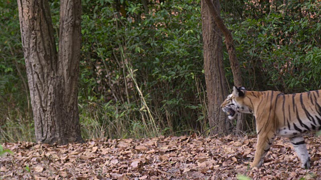 孟加拉虎(Panthera tigris)巡游森林，班德哈瓦加，印度视频素材