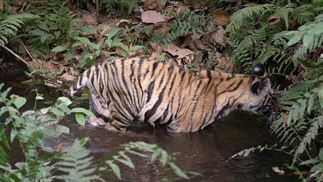 年轻的孟加拉虎(Panthera tigris)涉水进入森林池，班德哈瓦加，印度视频素材