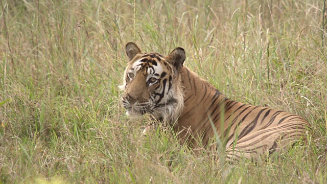 孟加拉虎(Panthera tigris)在印度班德哈瓦格的草原上休息和打哈欠视频素材