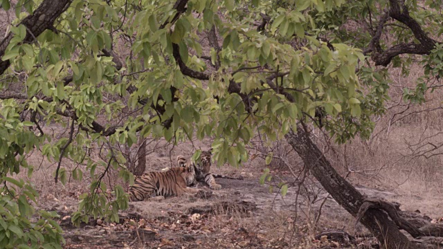 孟加拉虎(Panthera tigris)在树下梳理，班德哈瓦加，印度视频素材