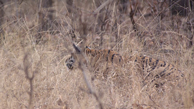 孟加拉虎(Panthera tigris)在印度班德哈瓦格的草原上捕食视频素材