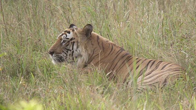 孟加拉虎(Panthera tigris)行走在印度班德哈瓦格的草原上视频素材