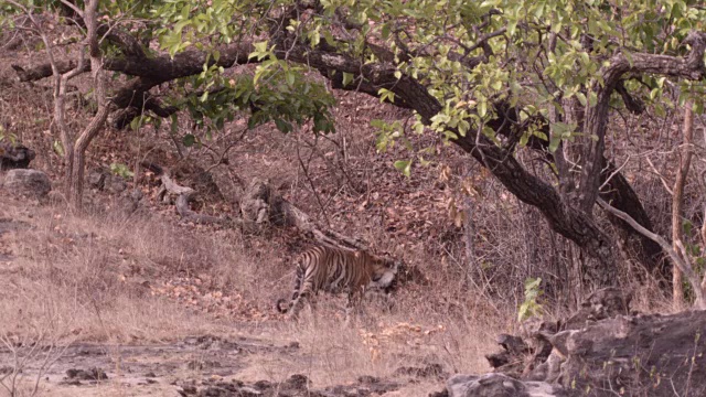 孟加拉虎(Panthera tigris)离开了，班德哈瓦格，印度视频素材