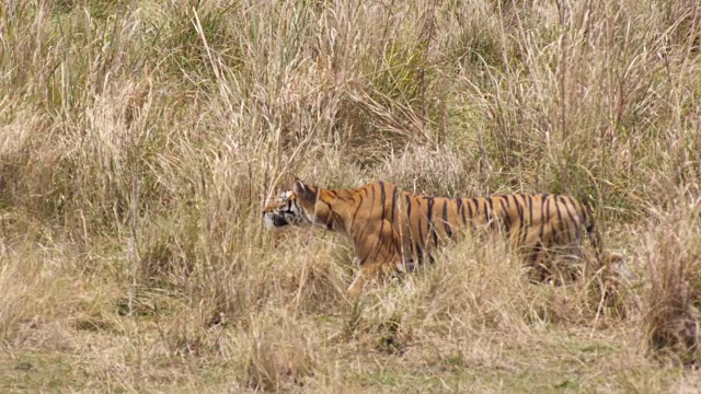 孟加拉虎(Panthera tigris)在印度班德哈瓦格的草原上捕食视频素材