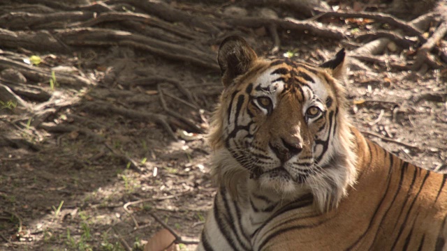 孟加拉虎(Panthera tigris)在森林里打哈欠，班德哈瓦加，印度视频素材