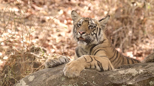 年轻的孟加拉虎(Panthera tigris)在岩石上休息，班德哈瓦加，印度视频素材