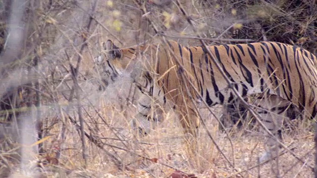 孟加拉虎(Panthera tigris)巡游森林，班德哈瓦加，印度视频素材