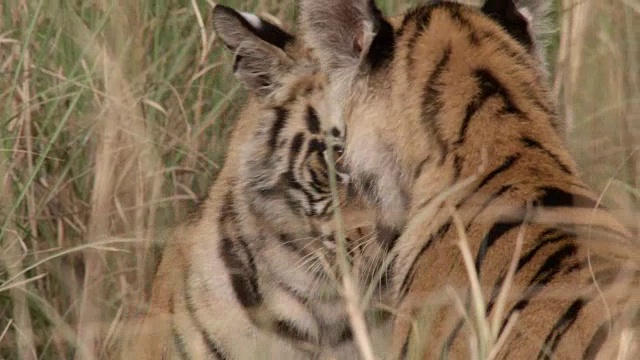 印度班德哈加，年轻的孟加拉虎(Panthera tigris)在打架视频素材