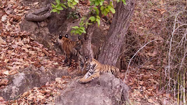 年轻的孟加拉虎(Panthera tigris)在岩石上休息，班德哈瓦加，印度视频素材