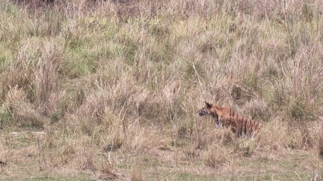 孟加拉虎(Panthera tigris)追逐chital鹿猎物在草原，班德哈瓦加，印度视频素材