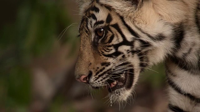 年轻的孟加拉虎(Panthera tigris)在森林里四处张望，班德哈瓦加，印度视频素材