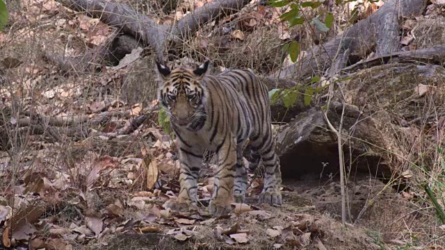 年轻的孟加拉虎(Panthera tigris)在森林，班德哈瓦加，印度视频素材