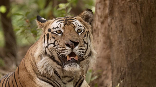 孟加拉虎(Panthera tigris)在森林里，班德哈瓦加，印度视频素材