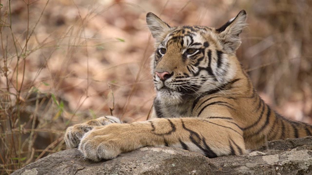 年轻的孟加拉虎(Panthera tigris)在岩石上休息，班德哈瓦加，印度视频素材