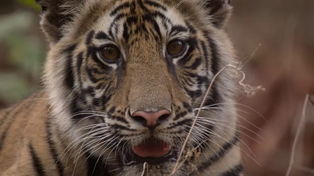 年轻的孟加拉虎(Panthera tigris)在森林里四处张望，班德哈瓦加，印度视频素材