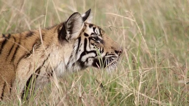 年轻的孟加拉虎(Panthera tigris)在印度班德哈瓦格尔的草地上爬着并跳跃视频素材