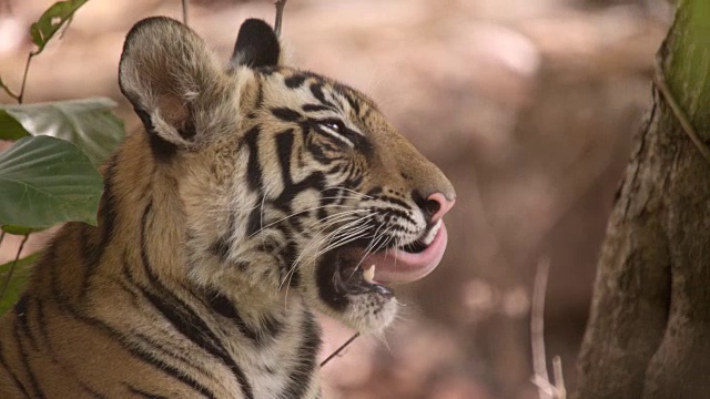 年轻的孟加拉虎(Panthera tigris)在印度班德哈夫加尔的森林里休息视频素材