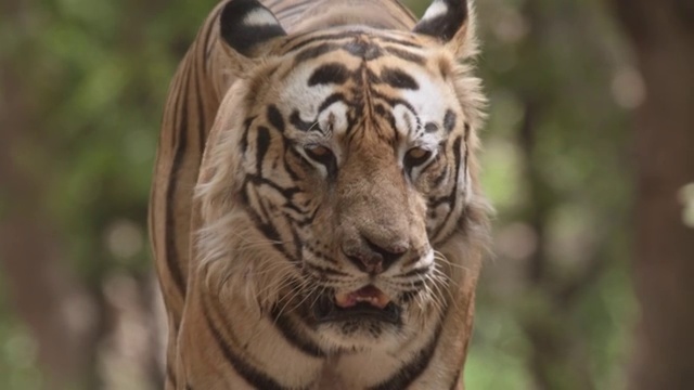 孟加拉虎(Panthera tigris)在森林里散步，班德哈瓦加，印度视频素材