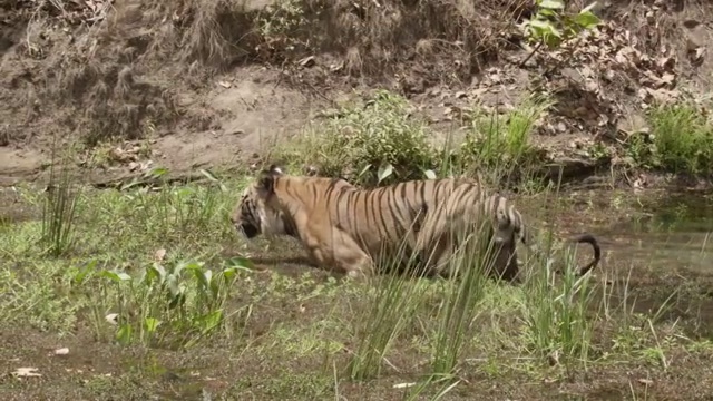 孟加拉虎(Panthera tigris)涉水在森林池，班德哈瓦加，印度视频素材