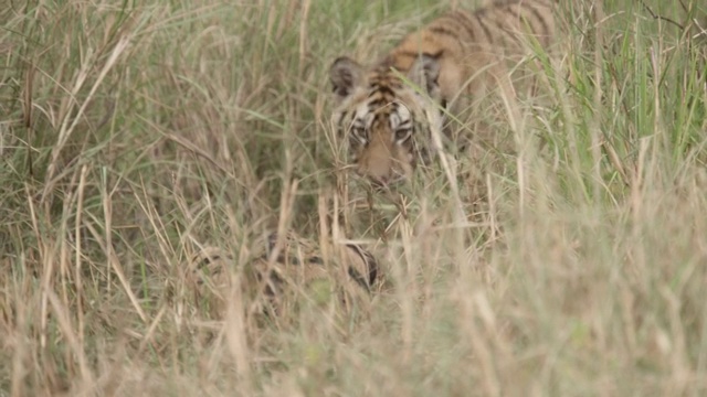 年轻的孟加拉虎(Panthera tigris)跃上兄弟姐妹，班德哈瓦加，印度视频素材