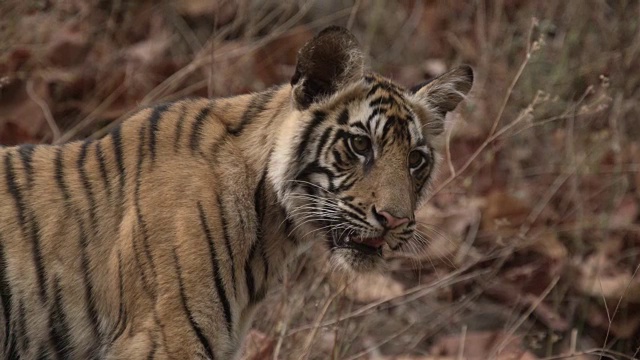 年轻的孟加拉虎(Panthera tigris)在森林里四处张望，班德哈瓦加，印度视频素材