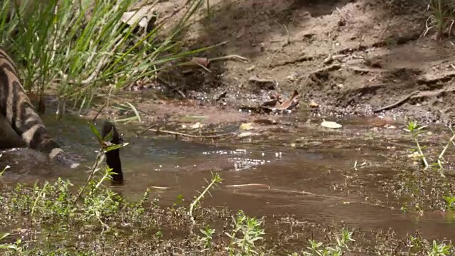 孟加拉虎(Panthera tigris)涉水在森林池，班德哈瓦加，印度视频素材