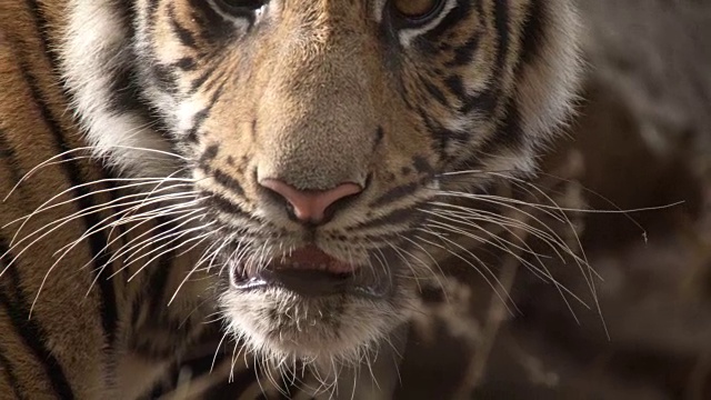 年轻的孟加拉虎(Panthera tigris)在森林里四处张望，班德哈瓦加，印度视频素材