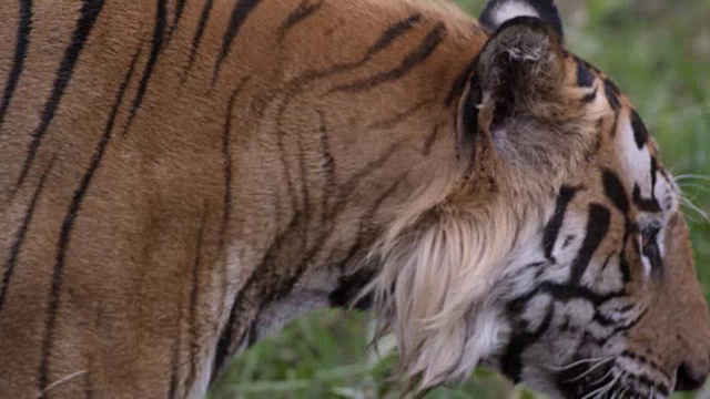 孟加拉虎(Panthera tigris)涉水沼泽，班德哈瓦加，印度视频素材