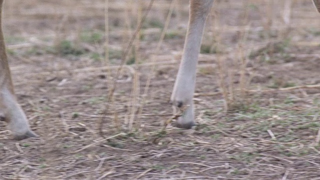 Chital deer (Axis Axis)行走在印度班德哈瓦格的草原上视频素材