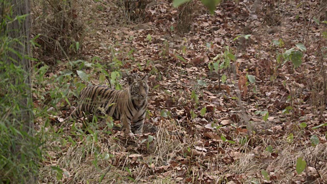 年轻的孟加拉虎(Panthera tigris)在森林里奔跑和追逐，班德哈瓦加，印度视频素材