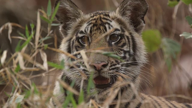 年轻的孟加拉虎(Panthera tigris)在印度Bandhavgarh的森林里四处张望视频素材