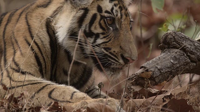 年轻的孟加拉虎(Panthera tigris)在森林里四处张望，班德哈瓦加，印度视频素材