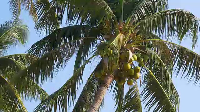 椰子树映衬着蓝天。大绿椰子。泰国视频素材