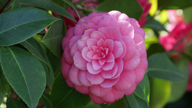 粉红色山茶花特写镜头视频素材画面1