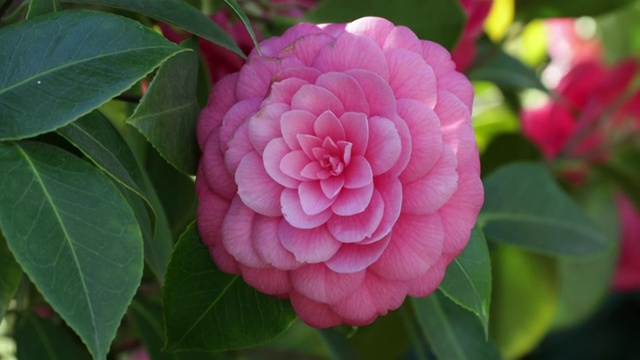 粉红色山茶花特写镜头视频素材画面2