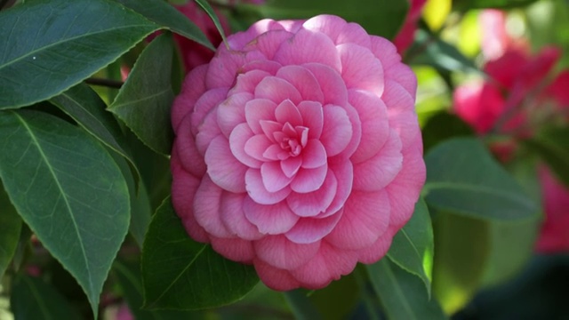 粉红色山茶花特写镜头视频素材画面3